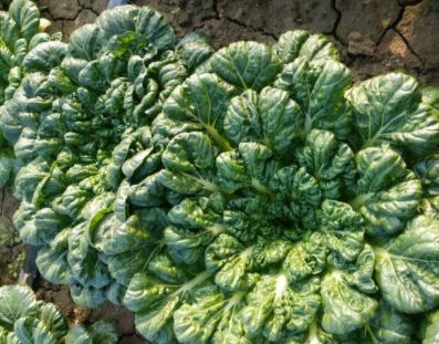 形状像莲花像白菜口感似菊花遇见别不认识