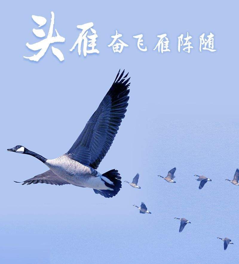 头雁领飞基层组织坚强有力