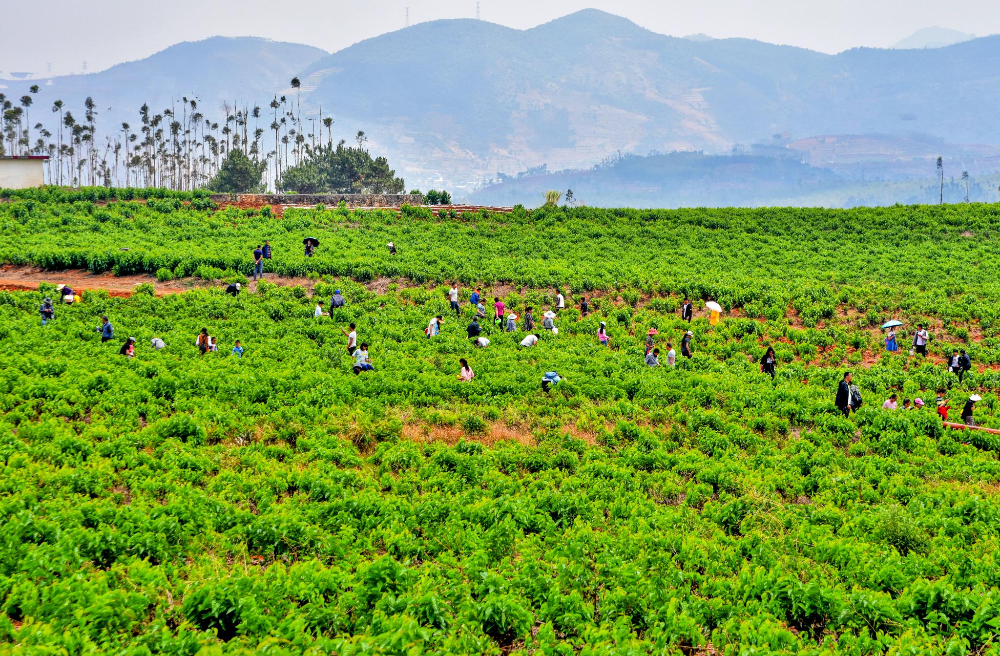 夸夸我们西邑我爱家乡的桑园