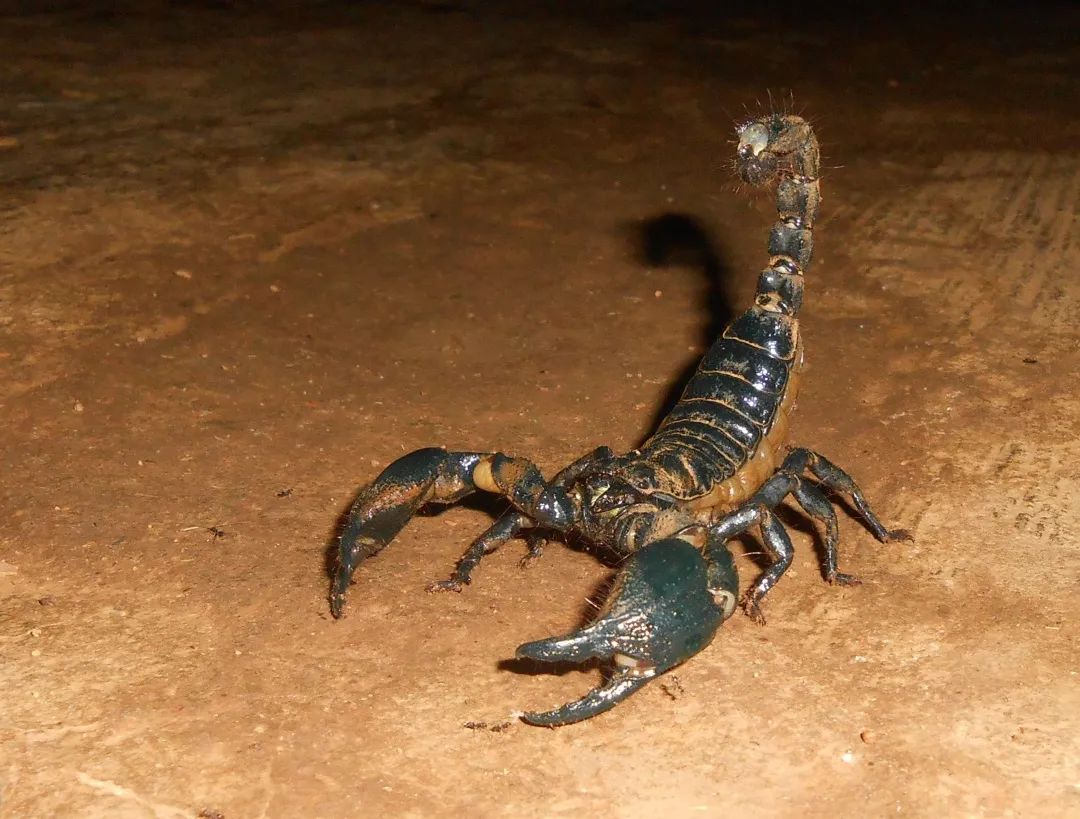 五毒之首一到五排名，蝎子在昆虫中排第几