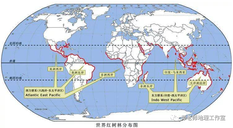 【玩转地理】地理老师带你学红树林!|地理_新浪新闻