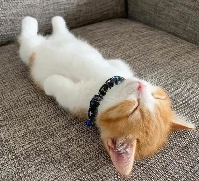 2021年度十大网络用语出炉双语版本也来了