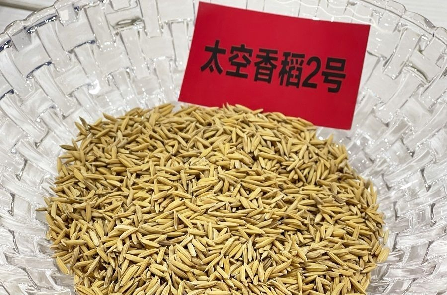 【关注】神舟十二号太空种子今日移交武汉|玉米|航天育种|神舟_新浪