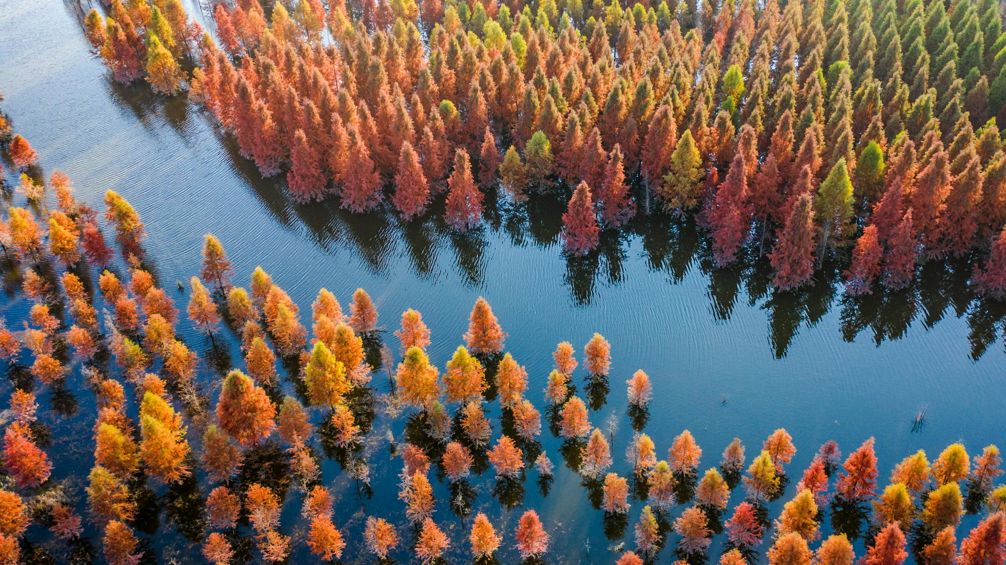 12月9日拍摄的甸尾村水杉湿地一景(无人机照片).