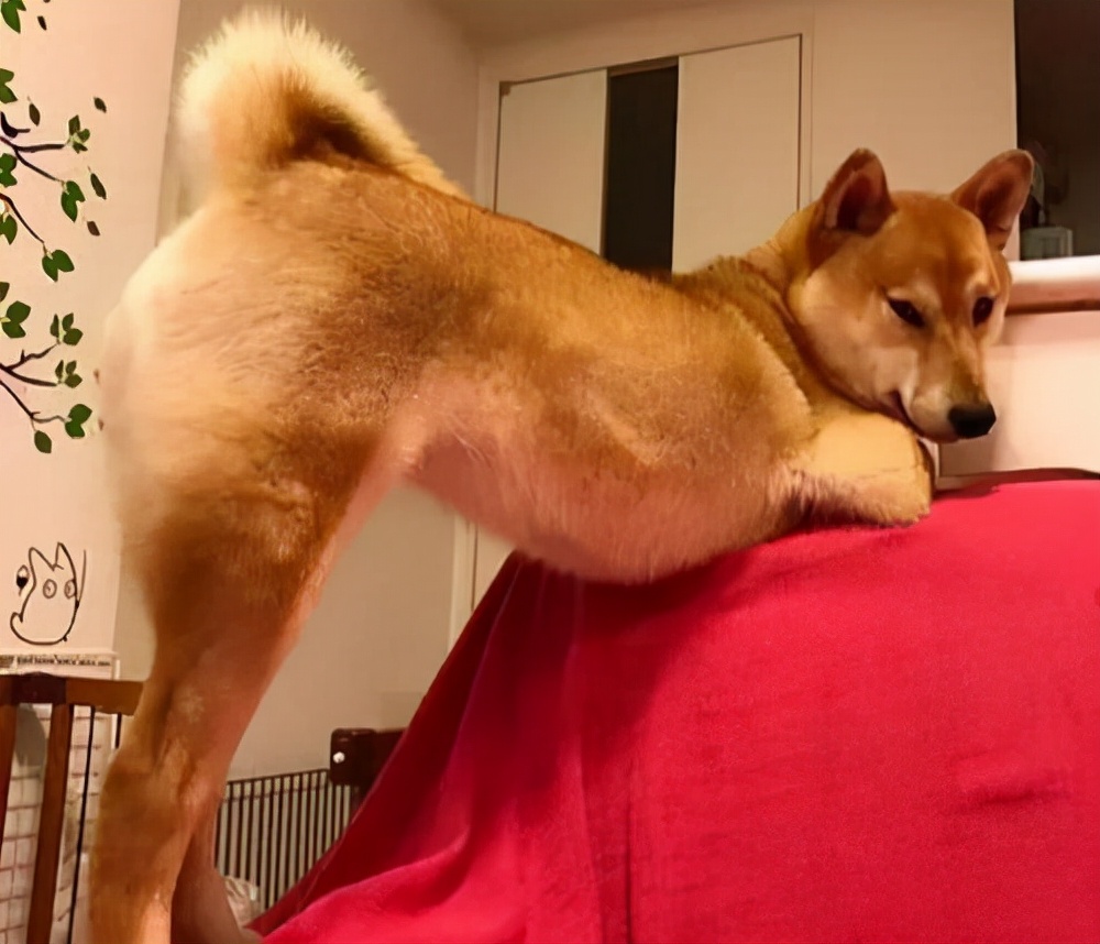 揭露狗狗伸懒腰的秘密你可能不知道