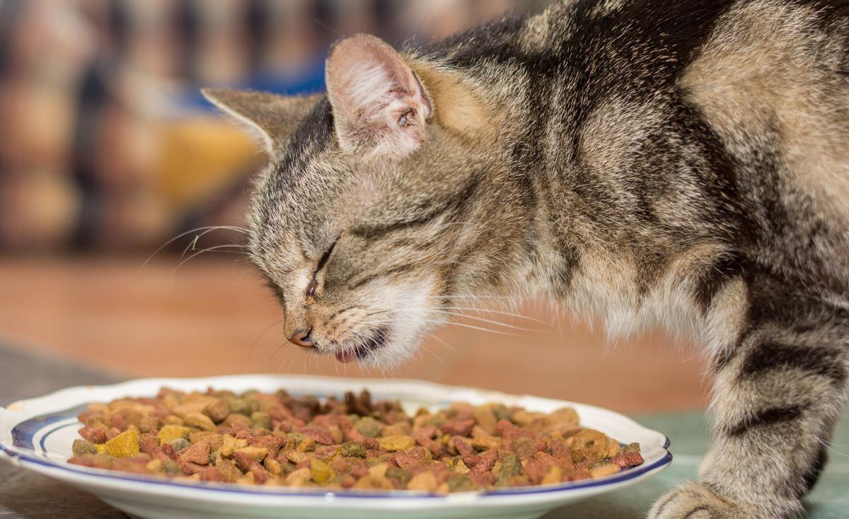 原来猫咪这几种行为,是在向主人"道歉",你就原谅它吧|猫咪|主人|道歉