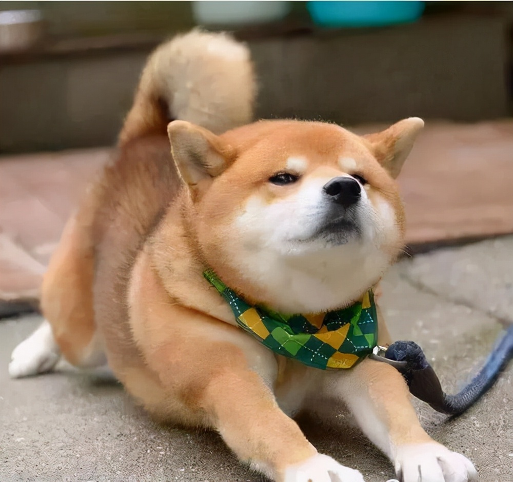 揭露狗狗伸懒腰的秘密你可能不知道