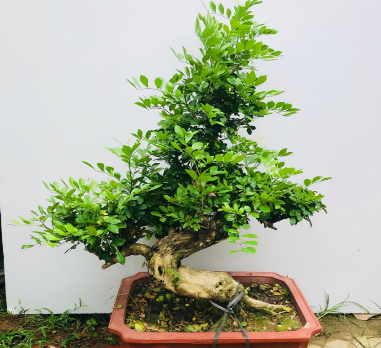 盆景花"香味足,室内养一盆,好看又好养,养几十年不厌烦|香味|清香木