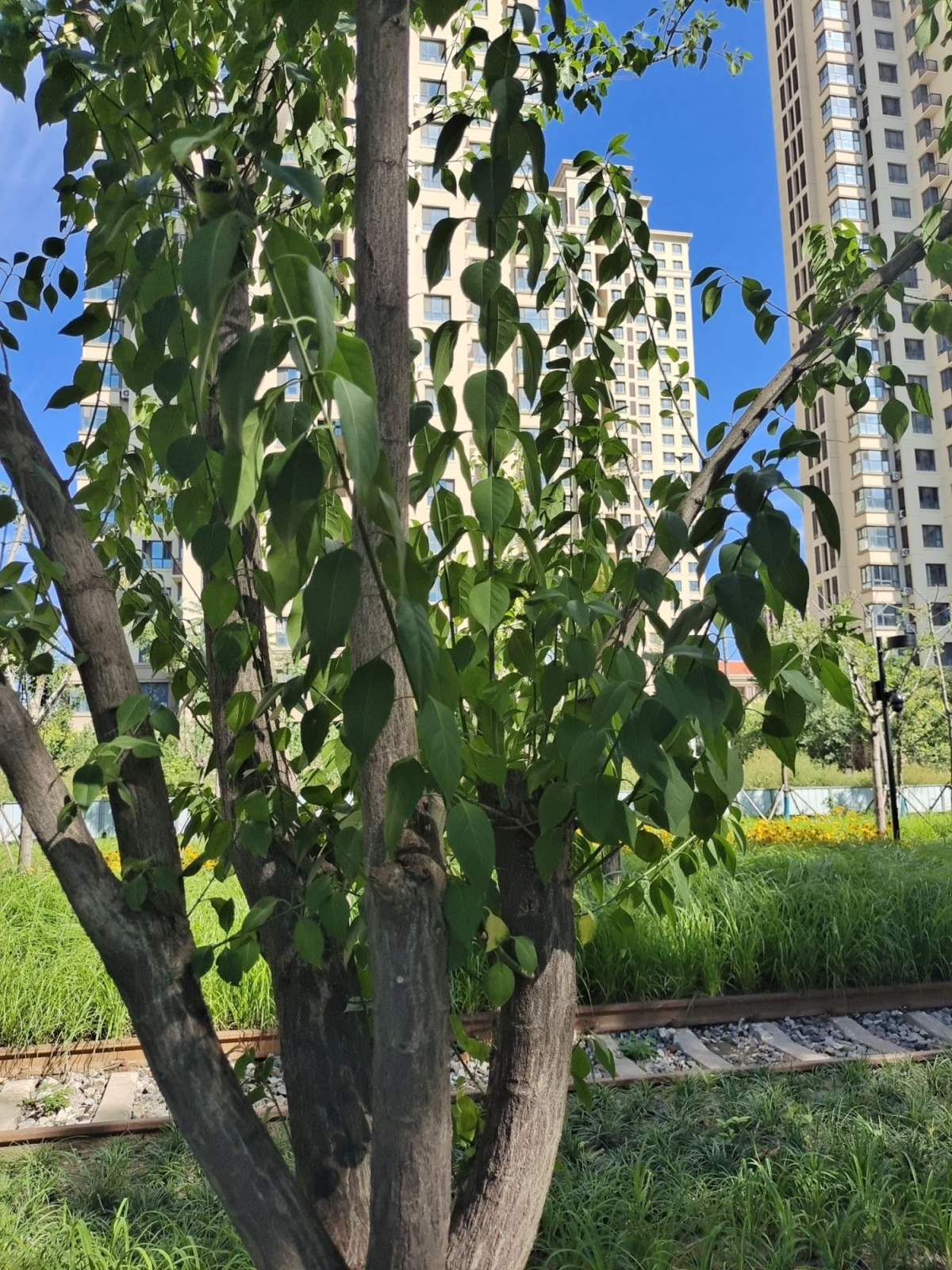 宅后有榆百鬼不近庭院里养一棵榆树镇宅又吉祥