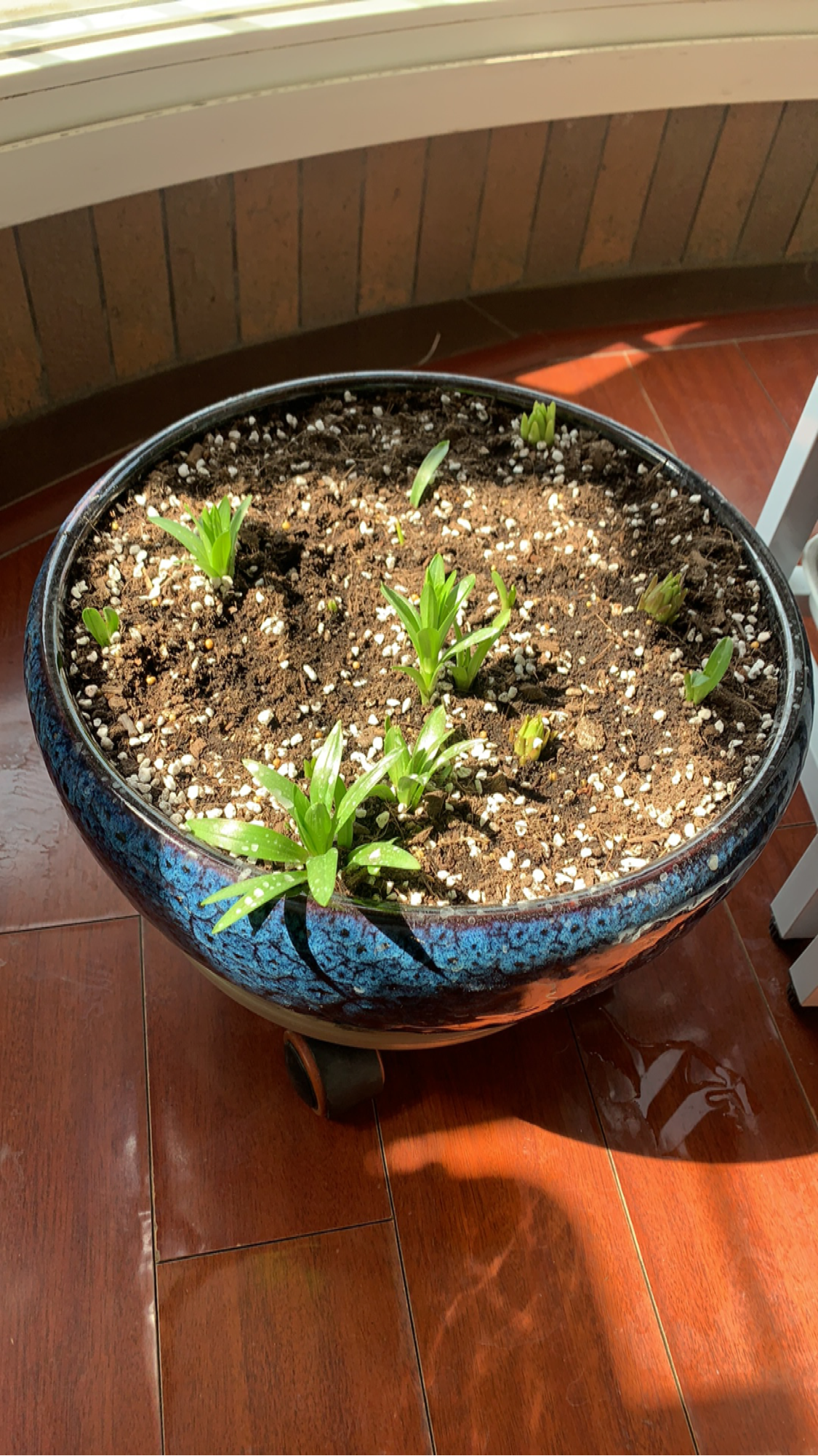 土里埋个百合种球,一周就冒芽,两个月开花,满屋子是香味