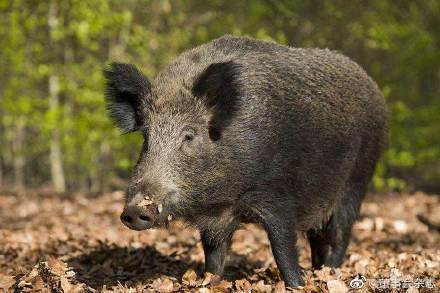 野猪或不再是三有野生动物休闲区蓝鸢梦想 - Www.slyday.coM 野猪或不再是三有野生动物休闲区蓝鸢梦想 - Www.slyday.coM