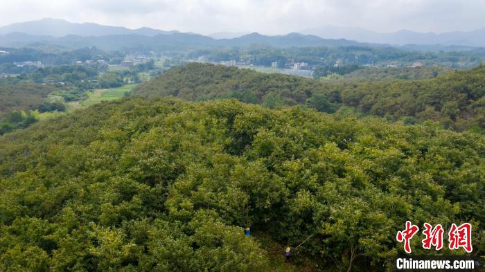 千亩板栗基地。丘嘉瑞 摄