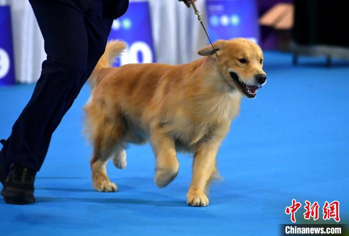 福州狗狗选美大比拼