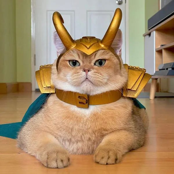 买了套洛基服给猫穿上后,这身材,好像有点变样!|猫_新浪新闻