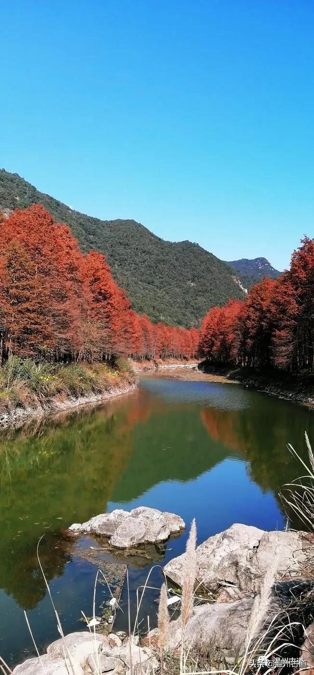 江南的喀纳斯小芝红杉林湿地公园