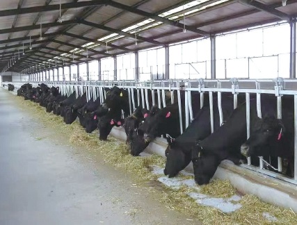 吉林省吉运农牧业有限公司牛场里肉牛正在吃料. 资料图