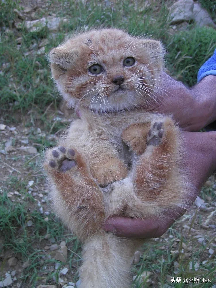 可爱的小兔狲幼崽奶萌奶萌的