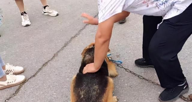 无论多生气,都不可以动手打狗,不然会造成这几种后果休闲区蓝鸢梦想 - Www.slyday.coM 无论多生气,都不可以动手打狗,不然会造成这几种后果休闲区蓝鸢梦想 - Www.slyday.coM