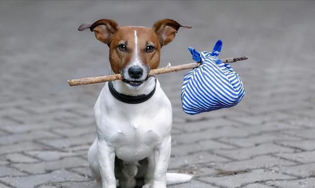 无论多生气,都不可以动手打狗,不然会造成这几种后果休闲区蓝鸢梦想 - Www.slyday.coM 无论多生气,都不可以动手打狗,不然会造成这几种后果休闲区蓝鸢梦想 - Www.slyday.coM