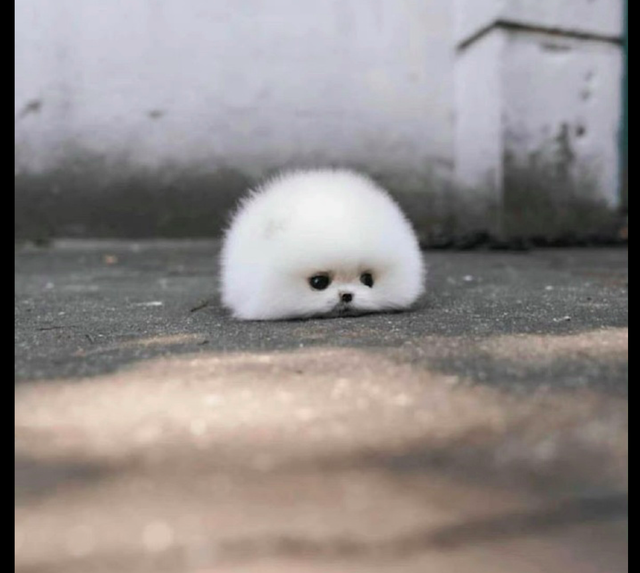 一只长得像棉花糖的狗，每天都撸不够，来到人间就是治愈人心的吧休闲区蓝鸢梦想 - Www.slyday.coM