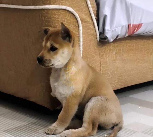 无论多生气,都不可以动手打狗,不然会造成这几种后果休闲区蓝鸢梦想 - Www.slyday.coM 无论多生气,都不可以动手打狗,不然会造成这几种后果休闲区蓝鸢梦想 - Www.slyday.coM