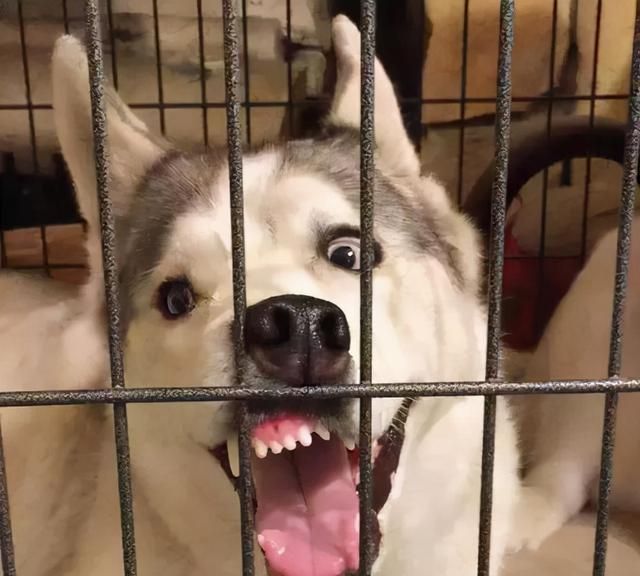 无论多生气,都不可以动手打狗,不然会造成这几种后果休闲区蓝鸢梦想 - Www.slyday.coM 无论多生气,都不可以动手打狗,不然会造成这几种后果休闲区蓝鸢梦想 - Www.slyday.coM