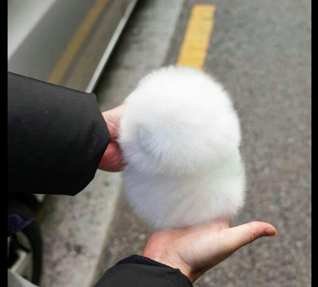 一只长得像棉花糖的狗，每天都撸不够，来到人间就是治愈人心的吧休闲区蓝鸢梦想 - Www.slyday.coM