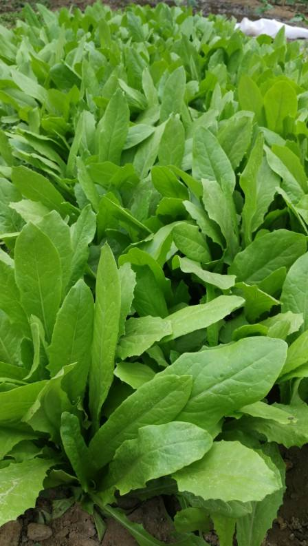 冬天多吃5种"大叶菜",下雪后比肉都香,能吃到明年春天|叶菜|香菜|生菜