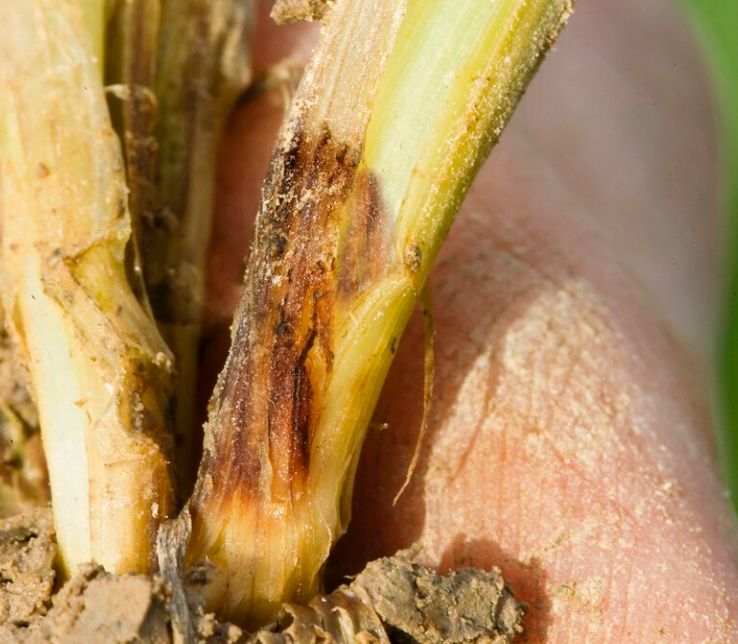 根腐病|杀菌剂|作物_新浪新闻