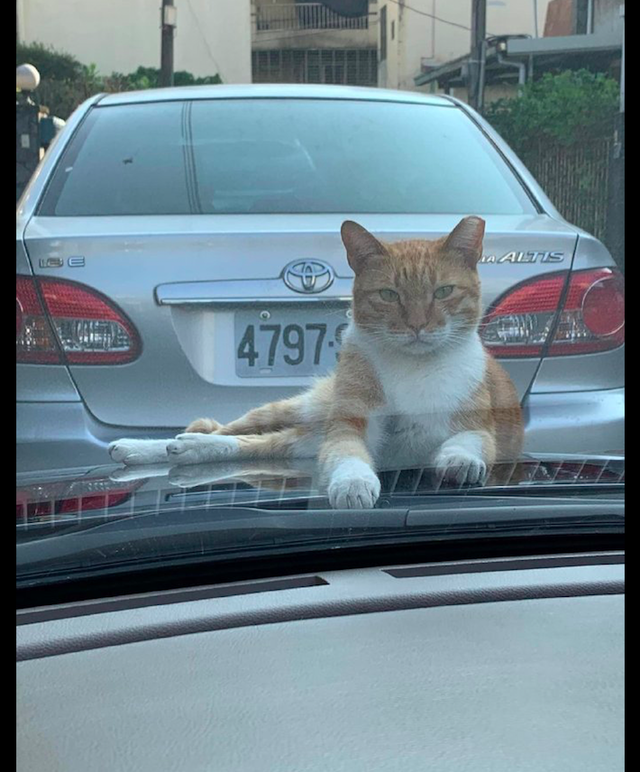 宠物|表情|猫咪_新浪新闻