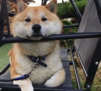 无论多生气,都不可以动手打狗,不然会造成这几种后果休闲区蓝鸢梦想 - Www.slyday.coM 无论多生气,都不可以动手打狗,不然会造成这几种后果休闲区蓝鸢梦想 - Www.slyday.coM