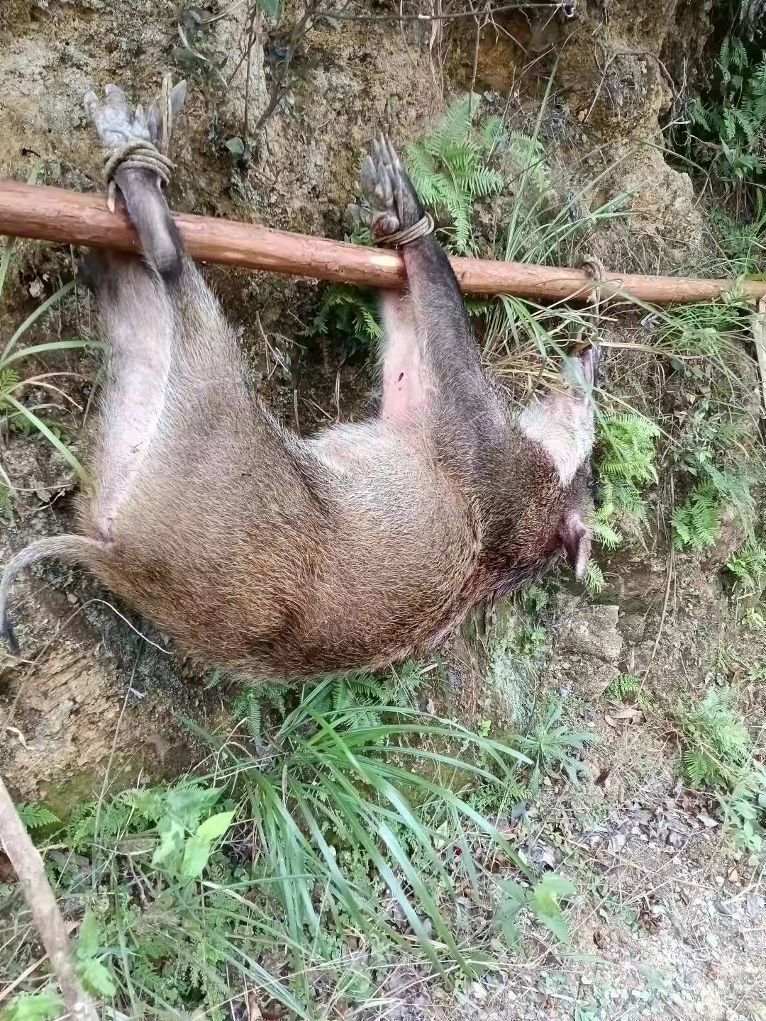 Wild boars caught by Zhenfei Farmers Hunting Agency in Wuyuan County, Jiangxi Province.Photo courtesy of the interviewee