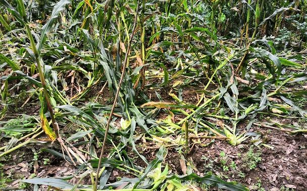 Crops fell by wild boars in Daguping Village, Foping County, Shaanxi Province.Photo courtesy of the interviewee