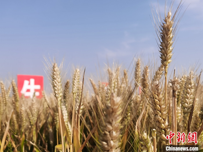 资料图为2021年5月29日，河南省漯河市一处麦田里金灿灿的小麦成熟待收。 中新社记者 刘鹏 摄