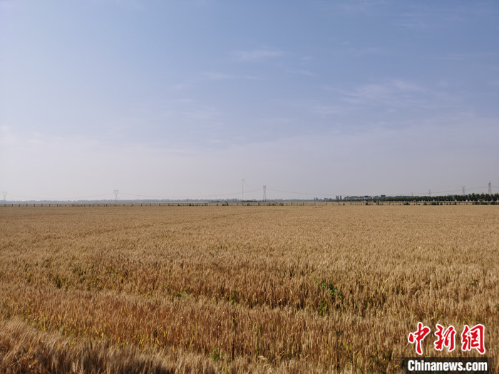 资料图为2021年5月29日，河南省漯河市一处麦田里金灿灿的小麦成熟待收。 中新社记者 刘鹏 摄