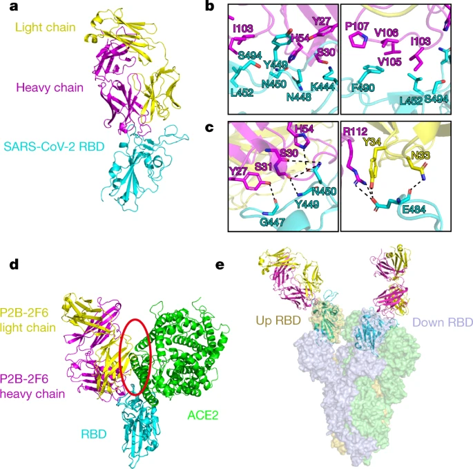 我国首个新冠特效药获批上市，业内人士：未来会是疫苗+中和抗体+小分子治疗药物三管齐下休闲区蓝鸢梦想 - Www.slyday.coM