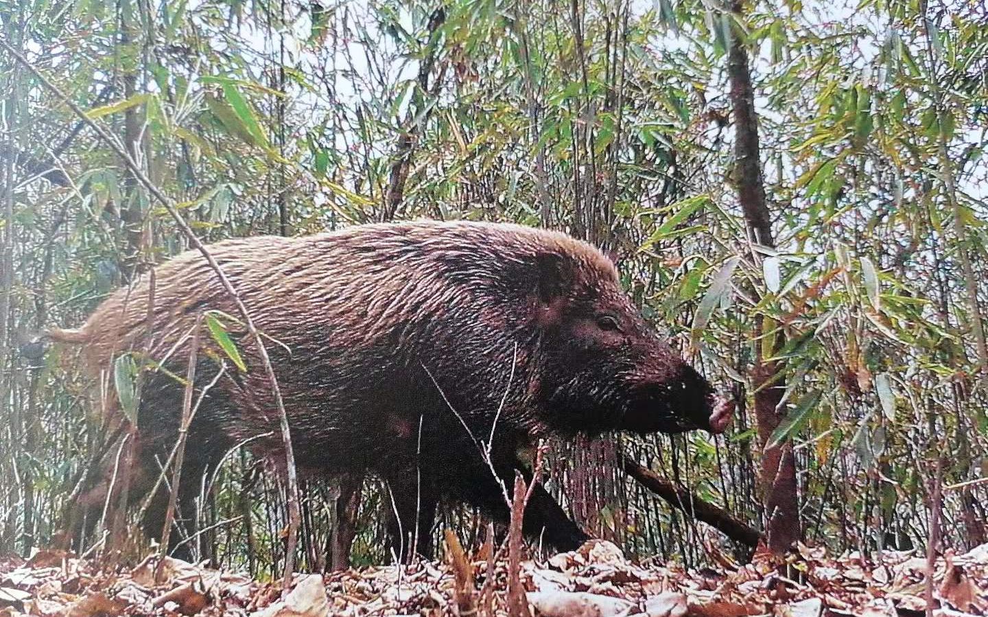 野猪在丛林中，陕西佛坪林业局红外线相机拍摄。受访者供图