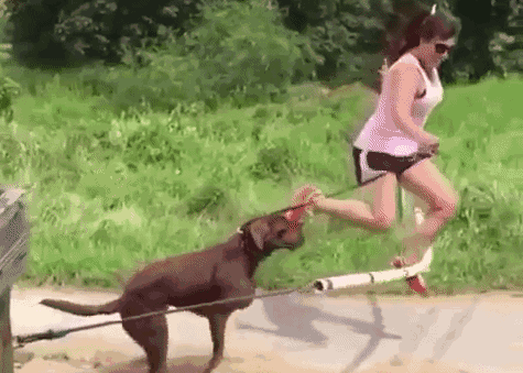 为啥养狗的人比养猫多？这些好处养猫体会不到休闲区蓝鸢梦想 - Www.slyday.coM