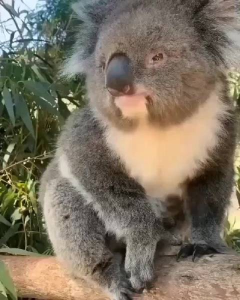 考拉的叫声也太像猪猪了吧憨厚的成分增加了