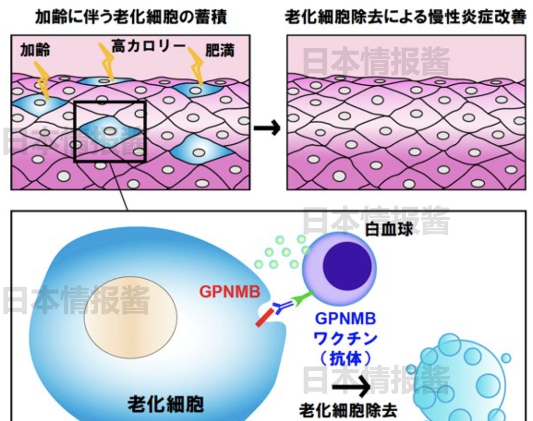 去除老化细胞疫苗 日本顺天堂大学成功开发|天堂|细胞|动脉硬化_新浪