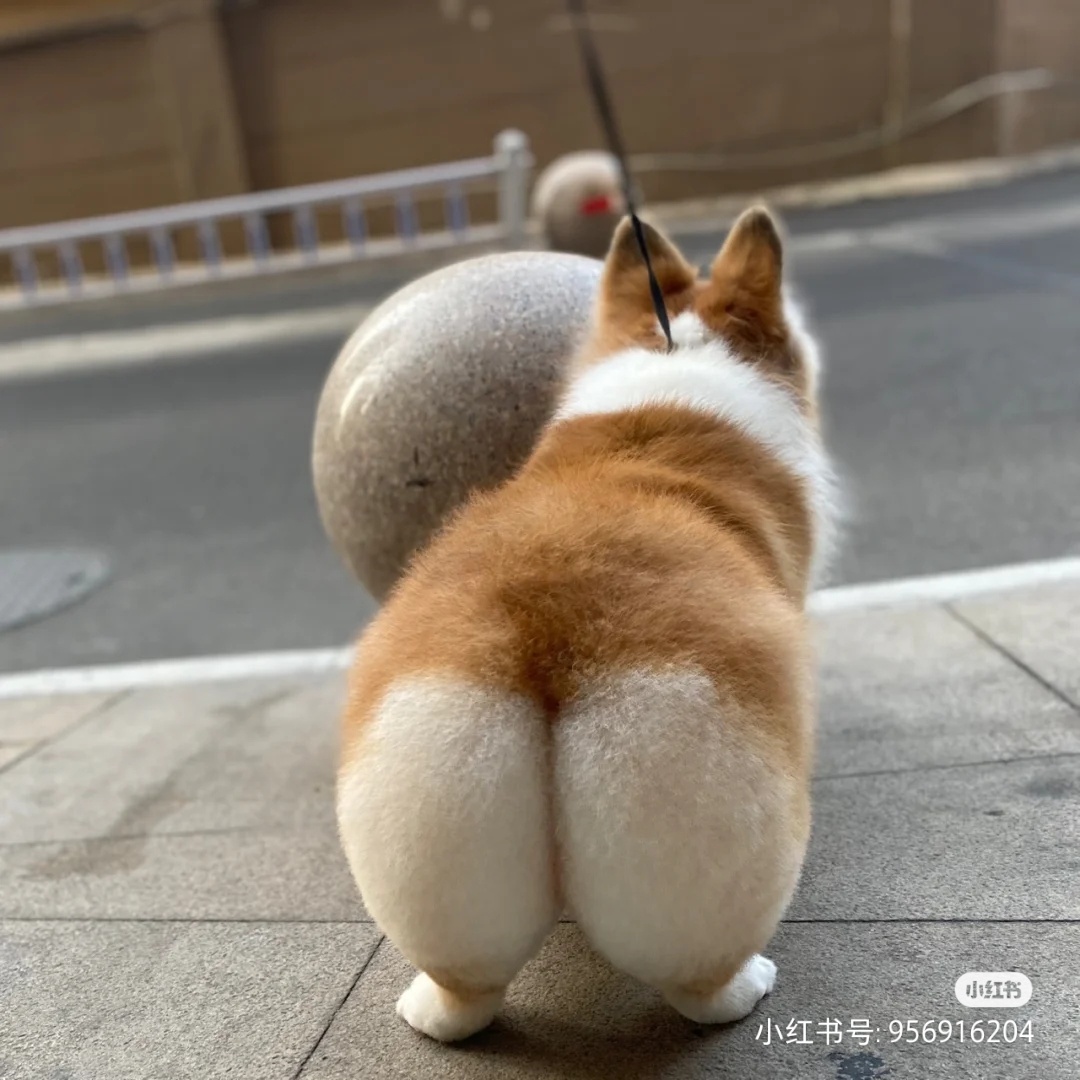 i看一些柯基的小pp