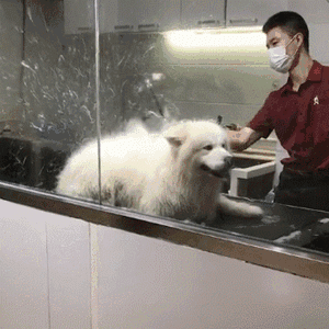 为啥养狗的人比养猫多？这些好处养猫体会不到休闲区蓝鸢梦想 - Www.slyday.coM