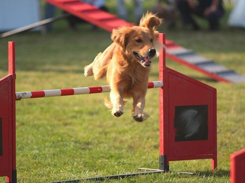 为啥养狗的人比养猫多？这些好处养猫体会不到休闲区蓝鸢梦想 - Www.slyday.coM