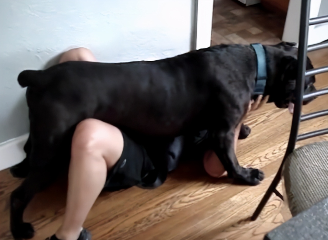 为啥养狗的人比养猫多？这些好处养猫体会不到休闲区蓝鸢梦想 - Www.slyday.coM