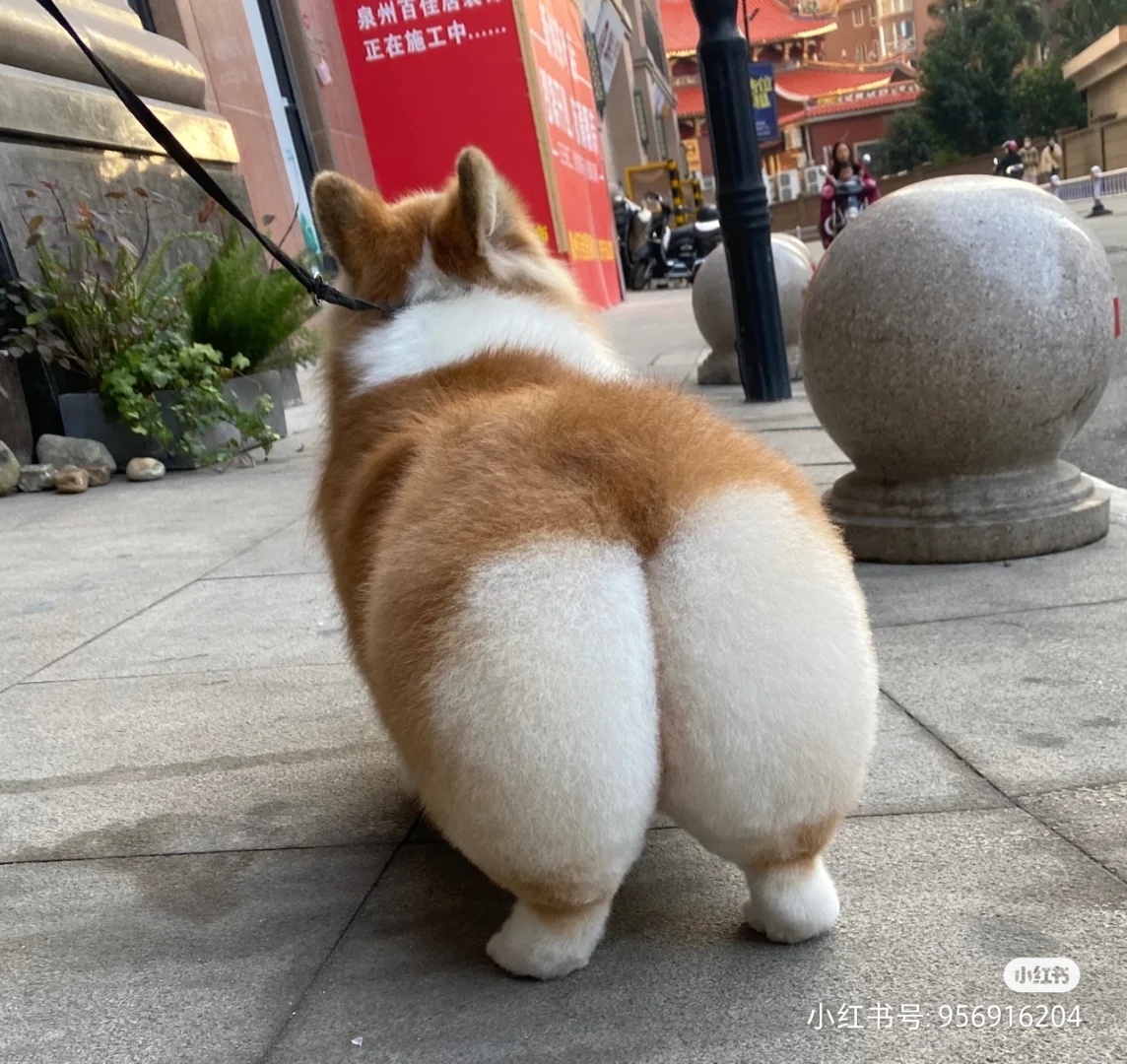 i看一些柯基的小pp