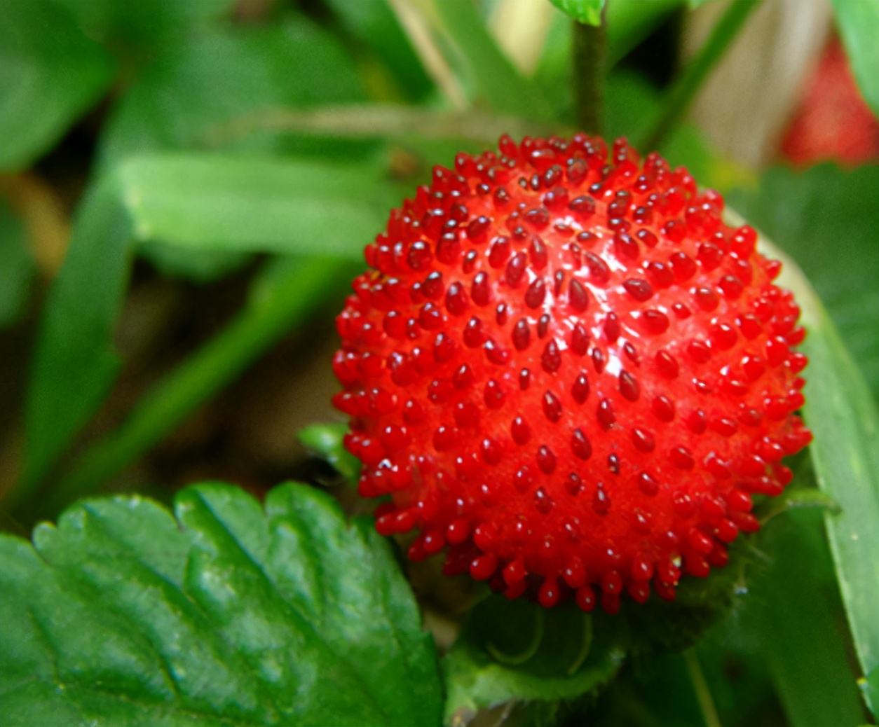 农村5种常见的野果长得非常的像草莓不知道你吃过几种