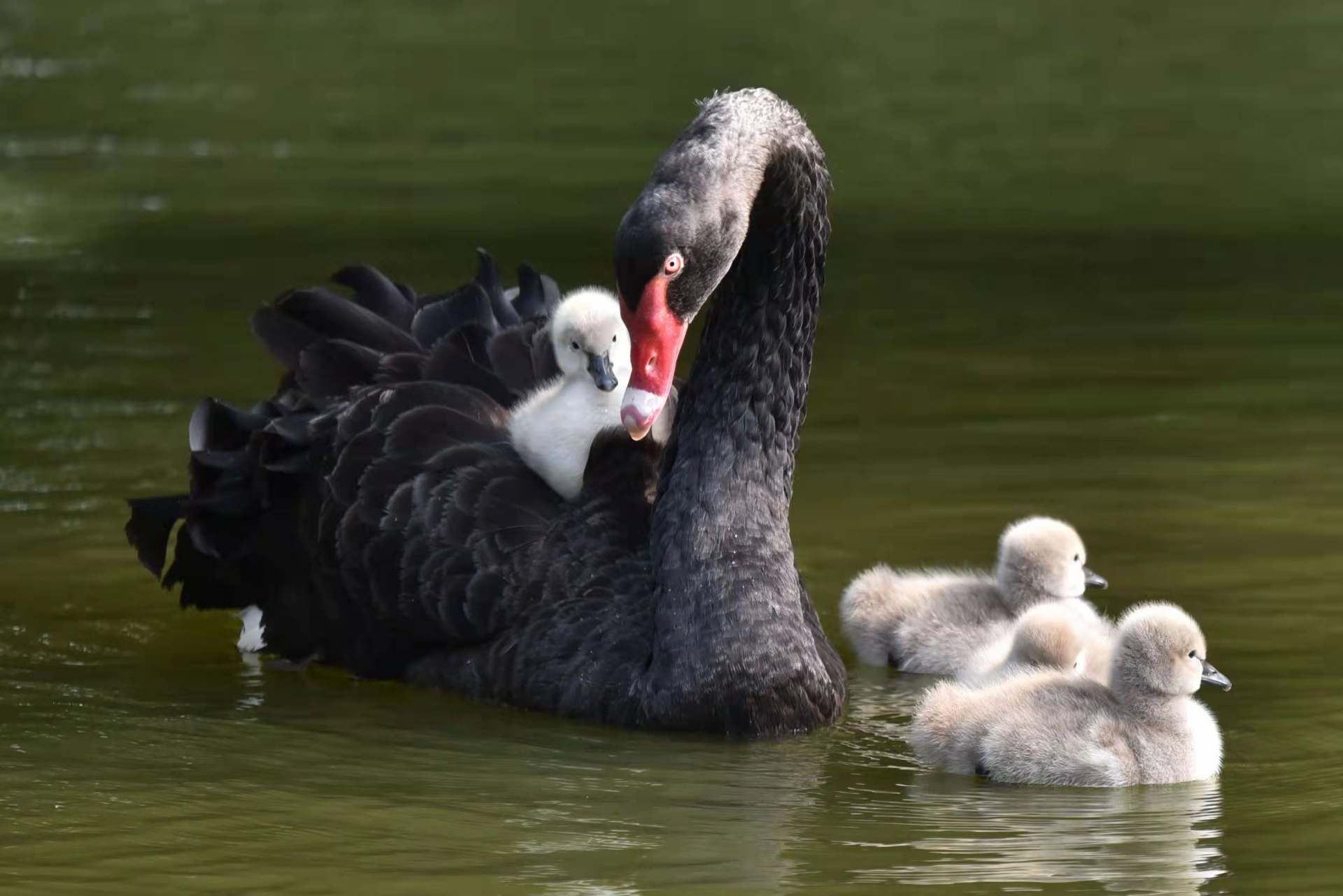 萌翻!深圳野生动物园天鹅宝宝第一次下水啦