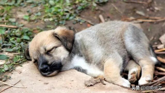 可怜的流浪狗一家人你们到底在哪里我留下了悔恨的泪水