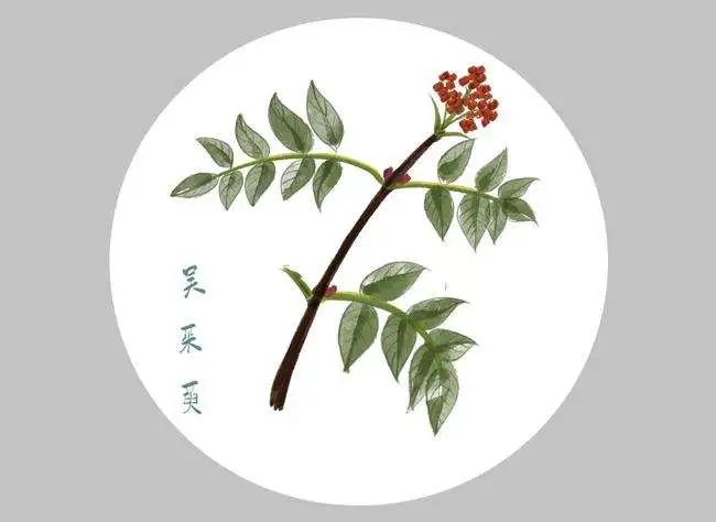 胃寒冷痛常食茱萸粥