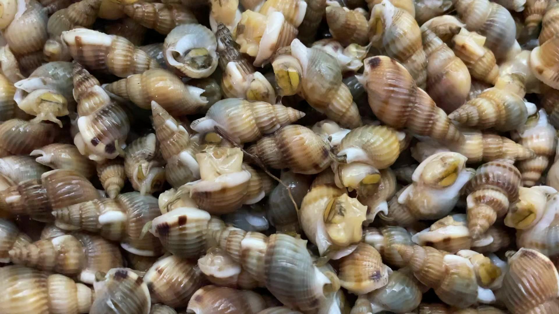 东港人叫这种小贝类叫海锥儿必须有儿化音今天零售价85元